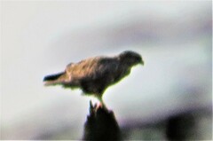 Buteo buteo vulpinus