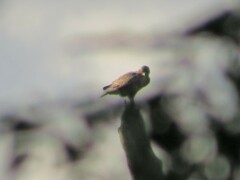 Buteo buteo vulpinus