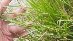 Urochloa
