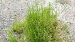 Urochloa