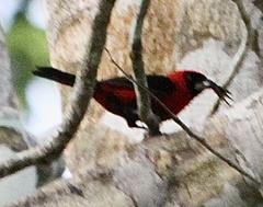 Ramphocelus nigrogularis