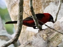 Ramphocelus nigrogularis