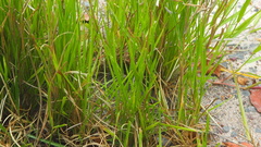 Urochloa
