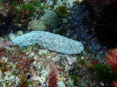 Holothuria atra