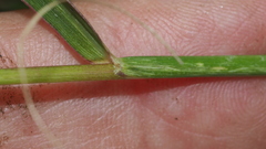 Urochloa