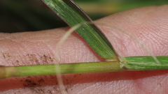 Urochloa