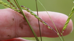 Urochloa