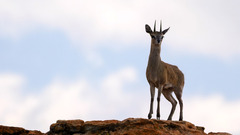 Oreotragus oreotragus transvaalensis
