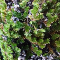 Selaginella eremophila