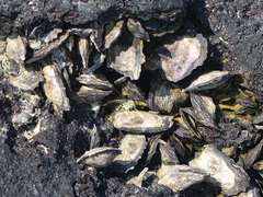 Brachidontes crebristriatus