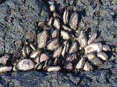 Brachidontes crebristriatus