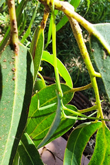 Didymuria violescens