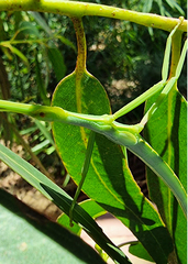 Didymuria violescens