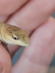 Anolis nebulosus