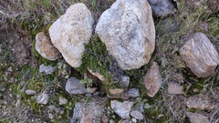 Selaginella eremophila