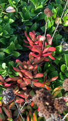 Crassula pubescens