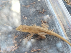 Anolis nebulosus