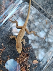 Anolis nebulosus