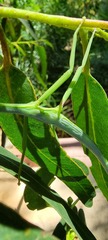 Didymuria violescens