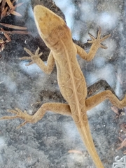 Anolis nebulosus