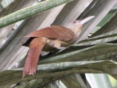 Dendrexetastes rufigula