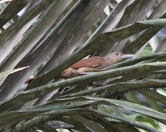 Dendrexetastes rufigula