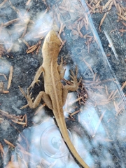 Anolis nebulosus