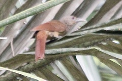 Dendrexetastes rufigula