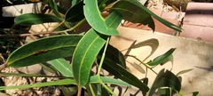 Didymuria violescens