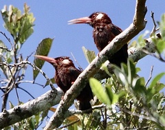 Galbalcyrhynchus leucotis