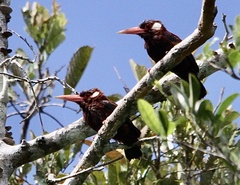 Galbalcyrhynchus leucotis