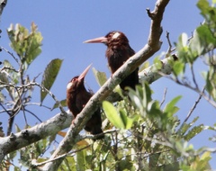 Galbalcyrhynchus leucotis