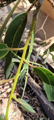 Didymuria violescens