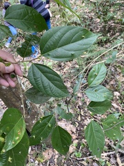 Ficus irisana