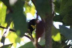 Cassiculus melanicterus