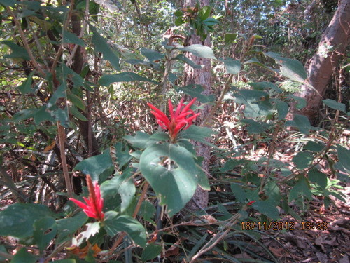 Red Aphelandra
