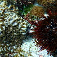 Heliocidaris tuberculata