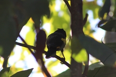 Cassiculus melanicterus