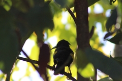 Cassiculus melanicterus