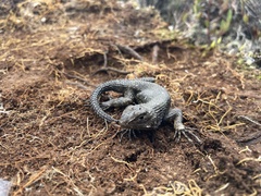 Sceloporus malachiticus