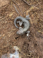 Sceloporus malachiticus