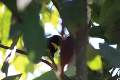 Cassiculus melanicterus