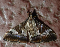Agrioglypta itysalis