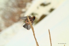 Leucosticte arctoa