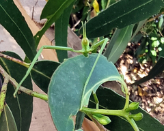 Didymuria violescens