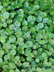 Hydrocotyle bonariensis