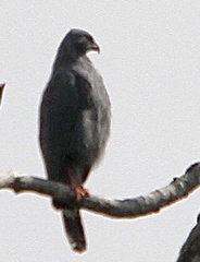 Geranospiza caerulescens