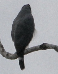 Geranospiza caerulescens