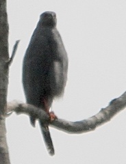 Geranospiza caerulescens