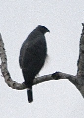 Geranospiza caerulescens